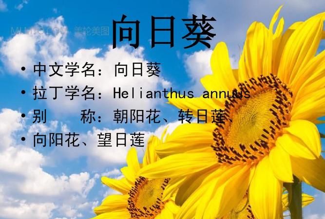 朝阳名字的寓意是什么,朝阳这个名字的寓意是什么图2