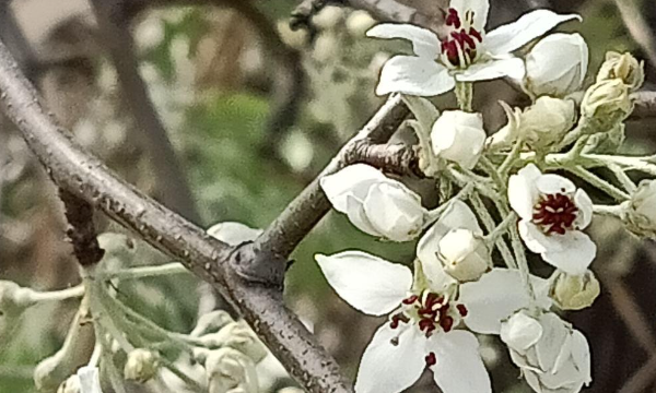 花语昵称框,特殊又好听的花名花语英文图4