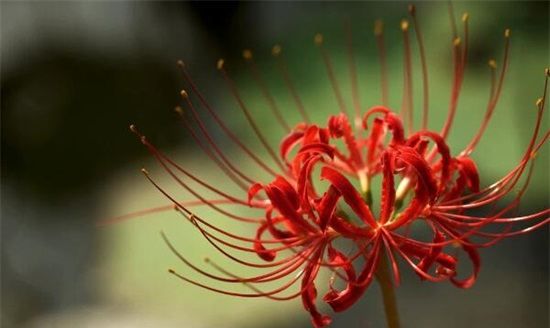 花语昵称框,特殊又好听的花名花语英文图16