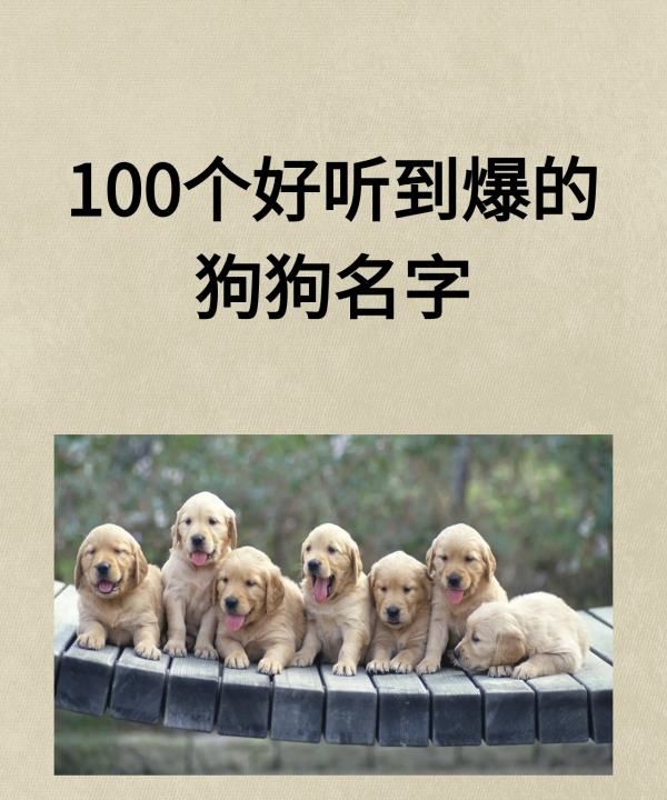 可爱狗的名字,00个好听到爆的狗狗名字图1