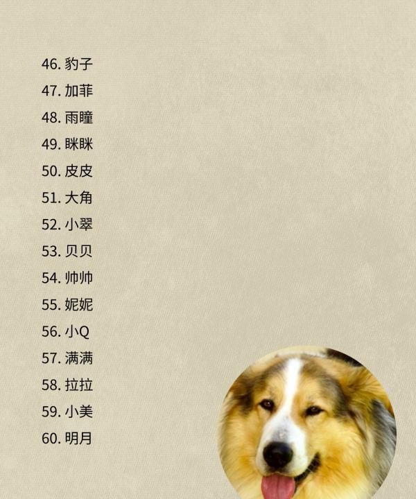 可爱狗的名字,00个好听到爆的狗狗名字图5