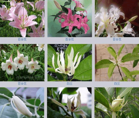 花取名字叫什么好,好听的带花的高雅名字图4