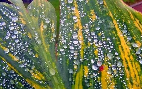 昵称叶随雨落意思解释,叶随雨落的含义代表什么